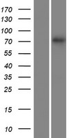 SLC5A4 Human Over-expression Lysate