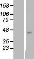 B3GNT3 Human Over-expression Lysate
