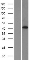 HABP4 Human Over-expression Lysate