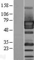 PUF60 Human Over-expression Lysate