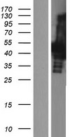CBX6 Human Over-expression Lysate