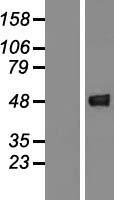 GCAT Human Over-expression Lysate