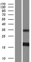 ISCU Human Over-expression Lysate
