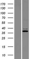 C9ORF4 (FRRS1L) Human Over-expression Lysate
