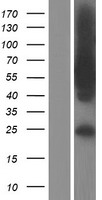 TBC1D22A Human Over-expression Lysate