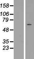 STK23 (SRPK3) Human Over-expression Lysate