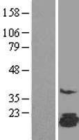 FAM162A Human Over-expression Lysate