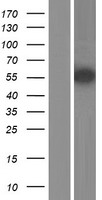 TZFP (ZBTB32) Human Over-expression Lysate