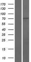 DNAJC2 Human Over-expression Lysate