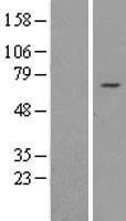 AP4 (REPIN1) Human Over-expression Lysate