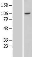 VPS41 Human Over-expression Lysate