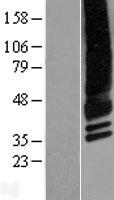 CACNG4 Human Over-expression Lysate