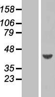 ARFIP1 Human Over-expression Lysate