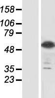 SIGLEC8 Human Over-expression Lysate
