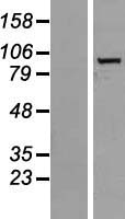 GIDRP88 (R3HCC1L) Human Over-expression Lysate