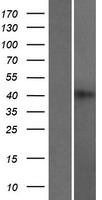 RBMXL2 Human Over-expression Lysate