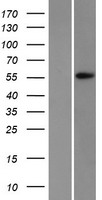 APEX2 Human Over-expression Lysate