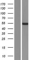 ADAMDEC1 Human Over-expression Lysate