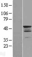 TEKT2 Human Over-expression Lysate