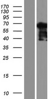 NCAPH2 Human Over-expression Lysate