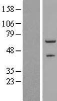 ZNF232 Human Over-expression Lysate