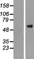 CNOT2 Human Over-expression Lysate