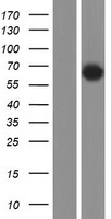 A1CF Human Over-expression Lysate