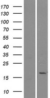 PLA2G2E Human Over-expression Lysate