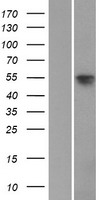 SOX8 Human Over-expression Lysate