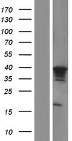 MTFR1 Human Over-expression Lysate