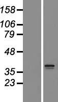 SLC25A44 Human Over-expression Lysate