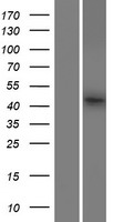 FAM53B Human Over-expression Lysate
