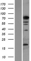 PHF14 Human Over-expression Lysate