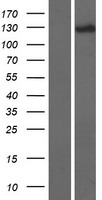 DHX34 Human Over-expression Lysate