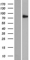 SEC14L5 Human Over-expression Lysate