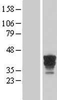 FAM131B Human Over-expression Lysate