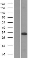 Malectin (MLEC) Human Over-expression Lysate