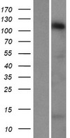 STARD8 Human Over-expression Lysate