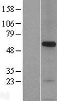SNPH Human Over-expression Lysate