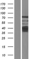 PHACTR2 Human Over-expression Lysate