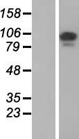 F115A (TCAF1) Human Over-expression Lysate