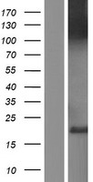 CLSTN3 Human Over-expression Lysate