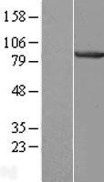 CENTB1 (ACAP1) Human Over-expression Lysate