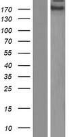 ZNF646 Human Over-expression Lysate