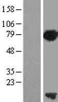 PCLAF Human Over-expression Lysate