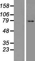 TM9SF4 Human Over-expression Lysate