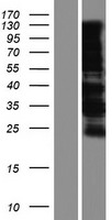 MAML1 Human Over-expression Lysate