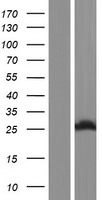 SPCS2 Human Over-expression Lysate