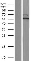 DELE1 Human Over-expression Lysate