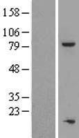 TOX4 Human Over-expression Lysate
